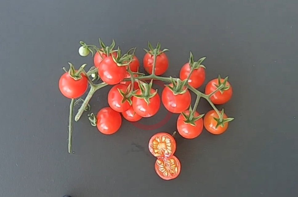 Ciudad Victoria DER TOMATENFLÜSTERER