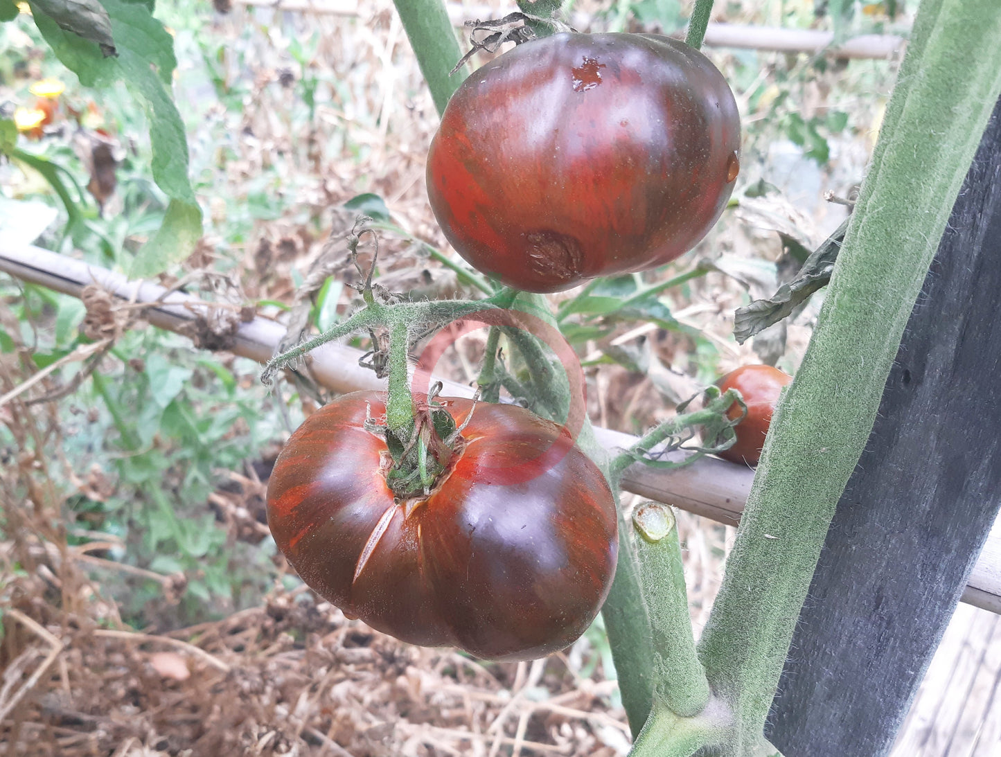 Cosmic Eclipse DER TOMATENFLÜSTERER