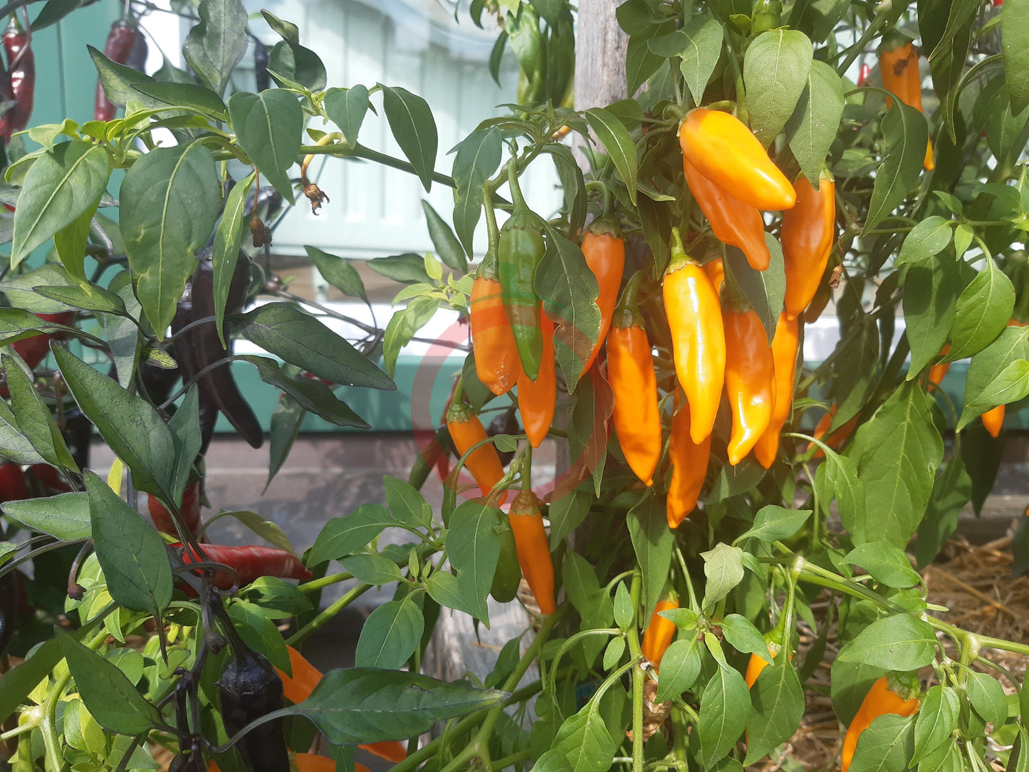 Costeno Amarillo DER TOMATENFLÜSTERER