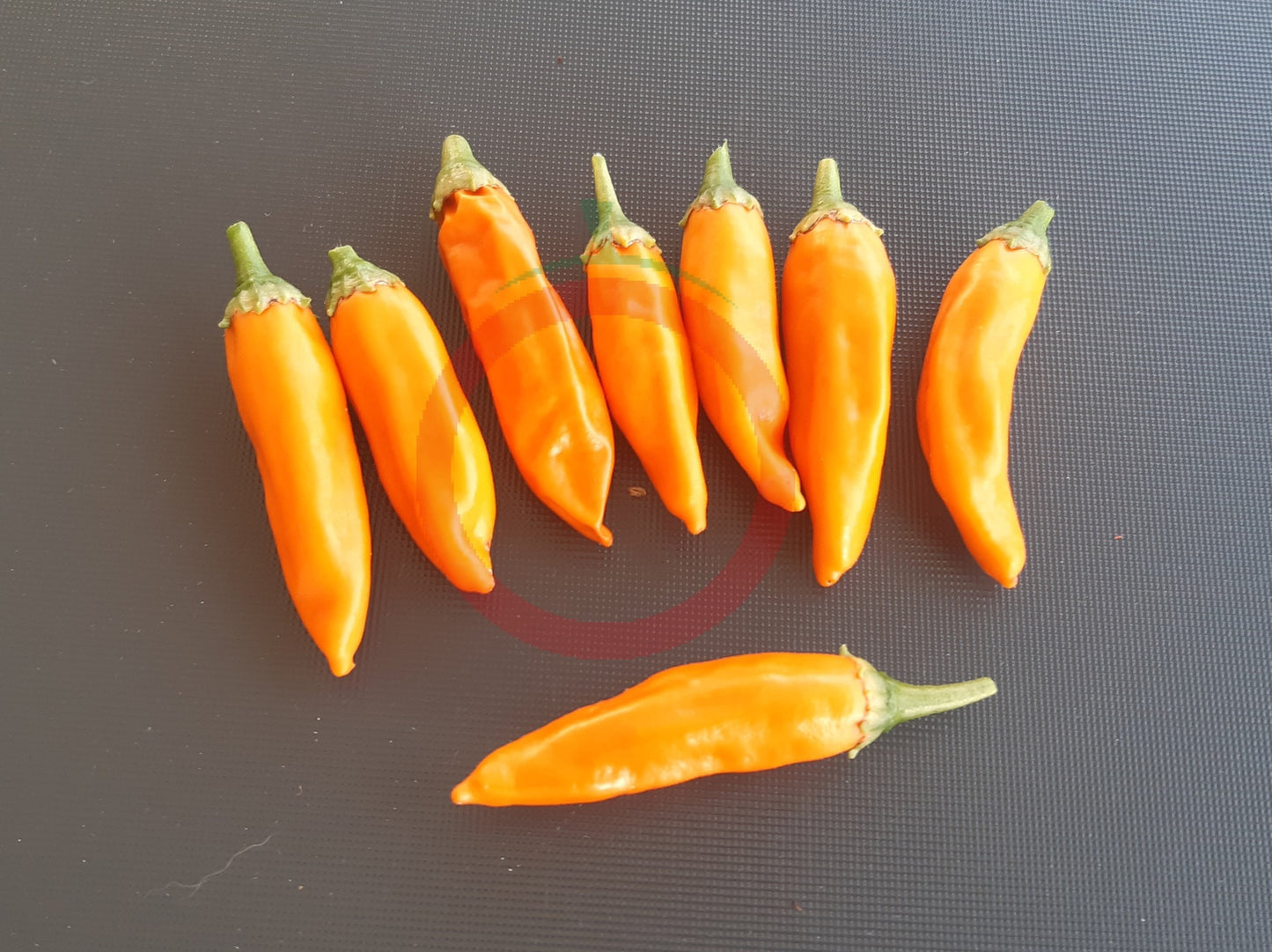 Costeno Amarillo DER TOMATENFLÜSTERER