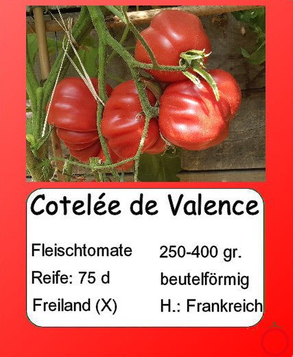 Côtelée de Valence DER TOMATENFLÜSTERER