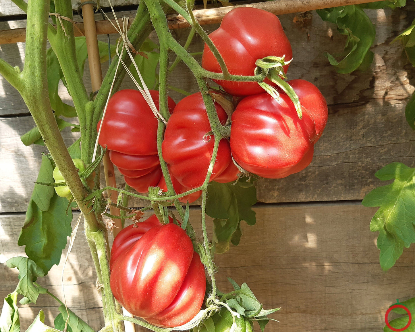 Côtelée de Valence DER TOMATENFLÜSTERER