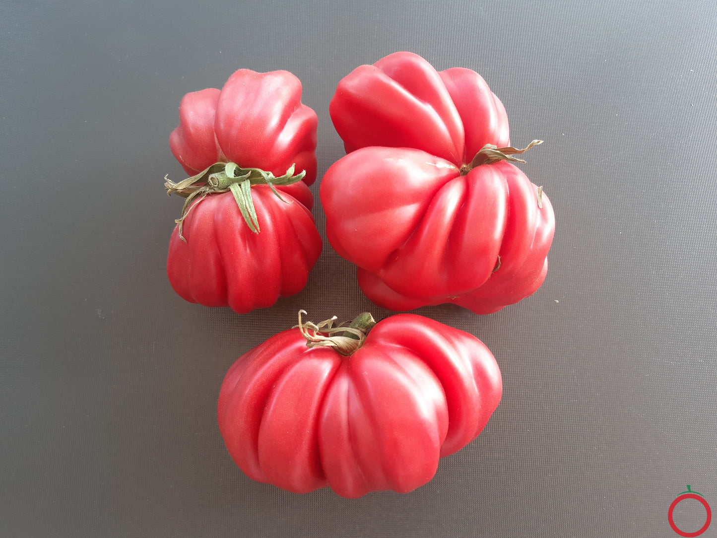 Côtelée de Valence DER TOMATENFLÜSTERER