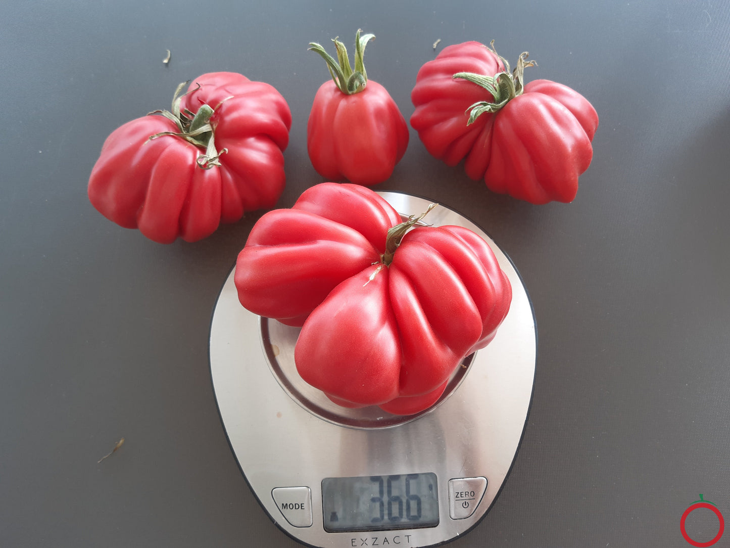 Côtelée de Valence DER TOMATENFLÜSTERER