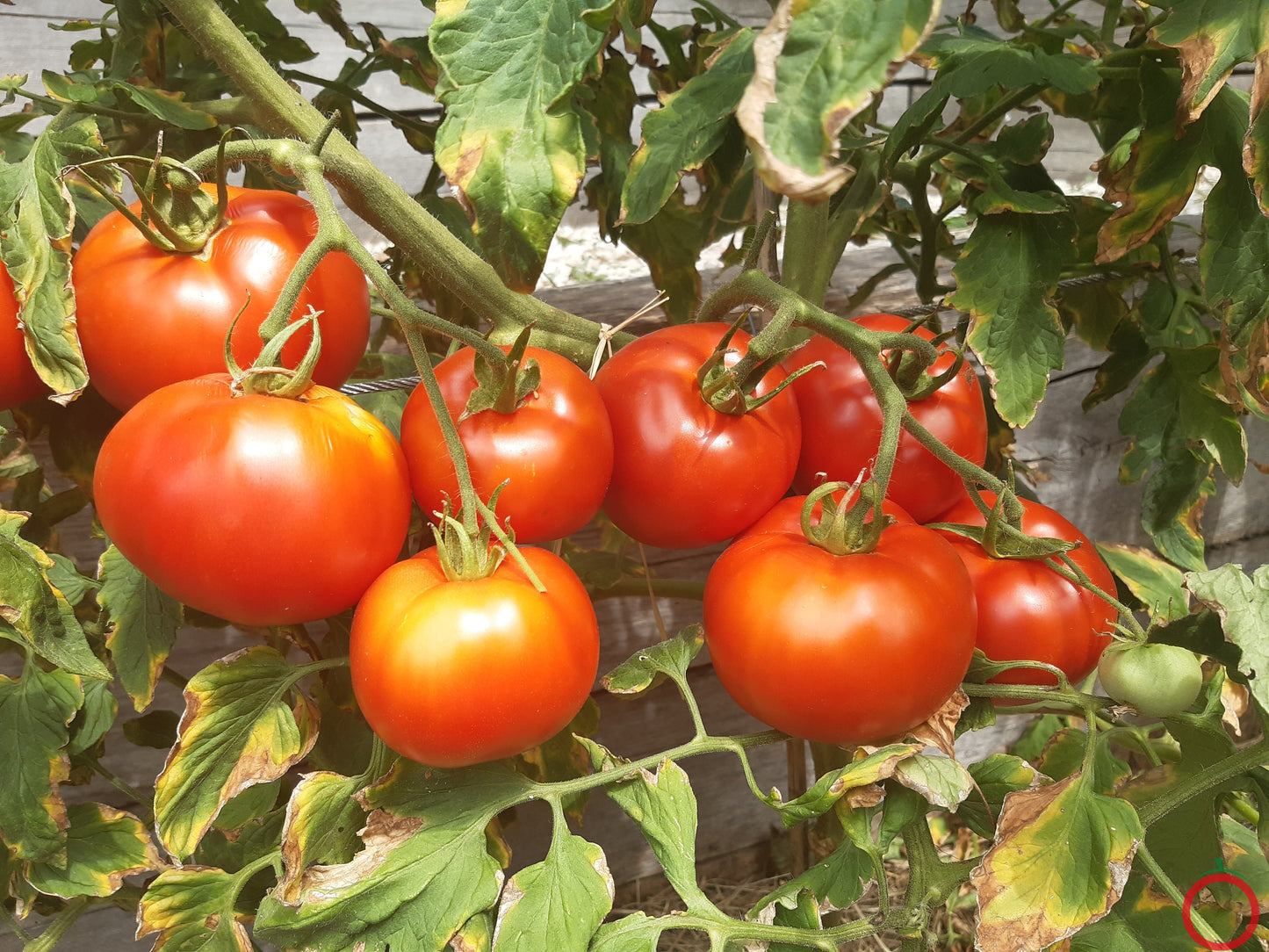 Couille De Taureau DER TOMATENFLÜSTERER