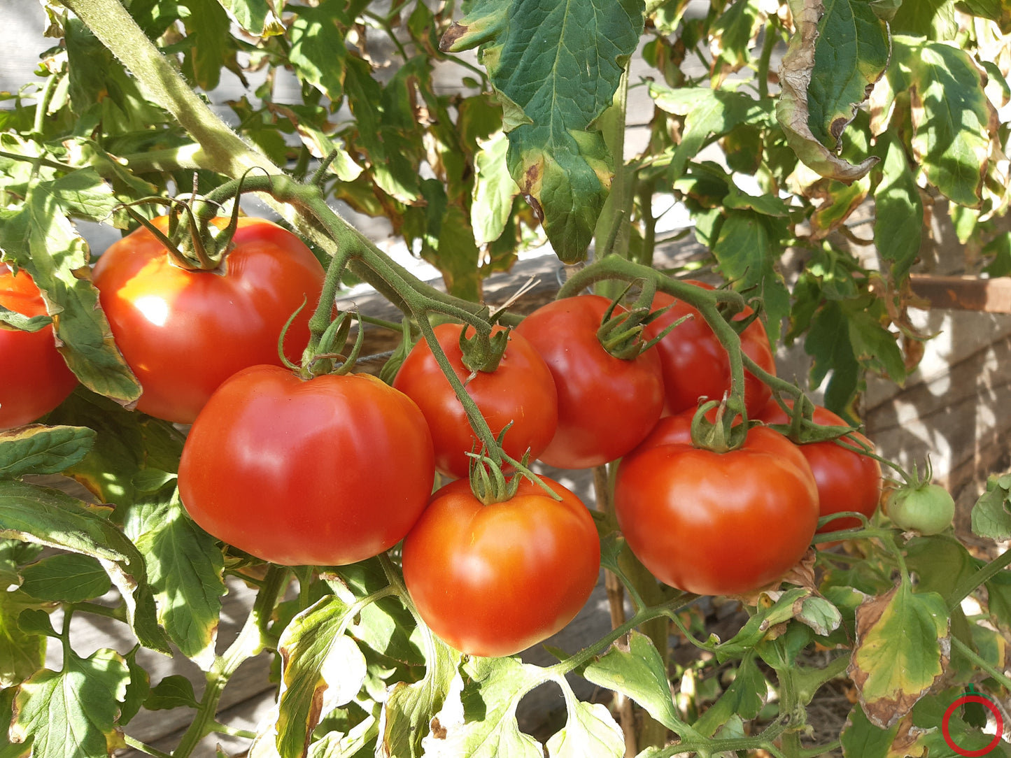 Couille De Taureau DER TOMATENFLÜSTERER