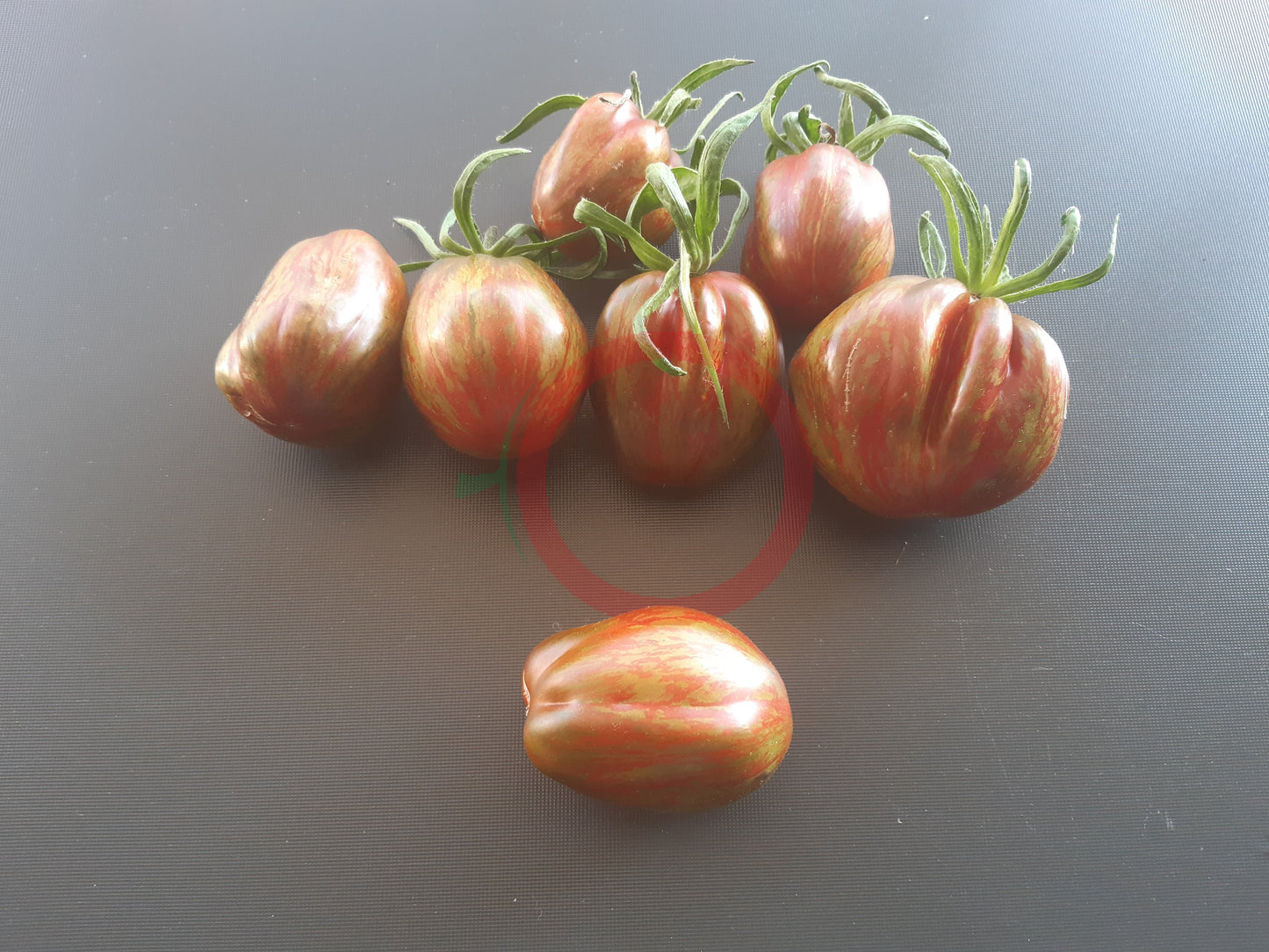 Cuban Salami DER TOMATENFLÜSTERER