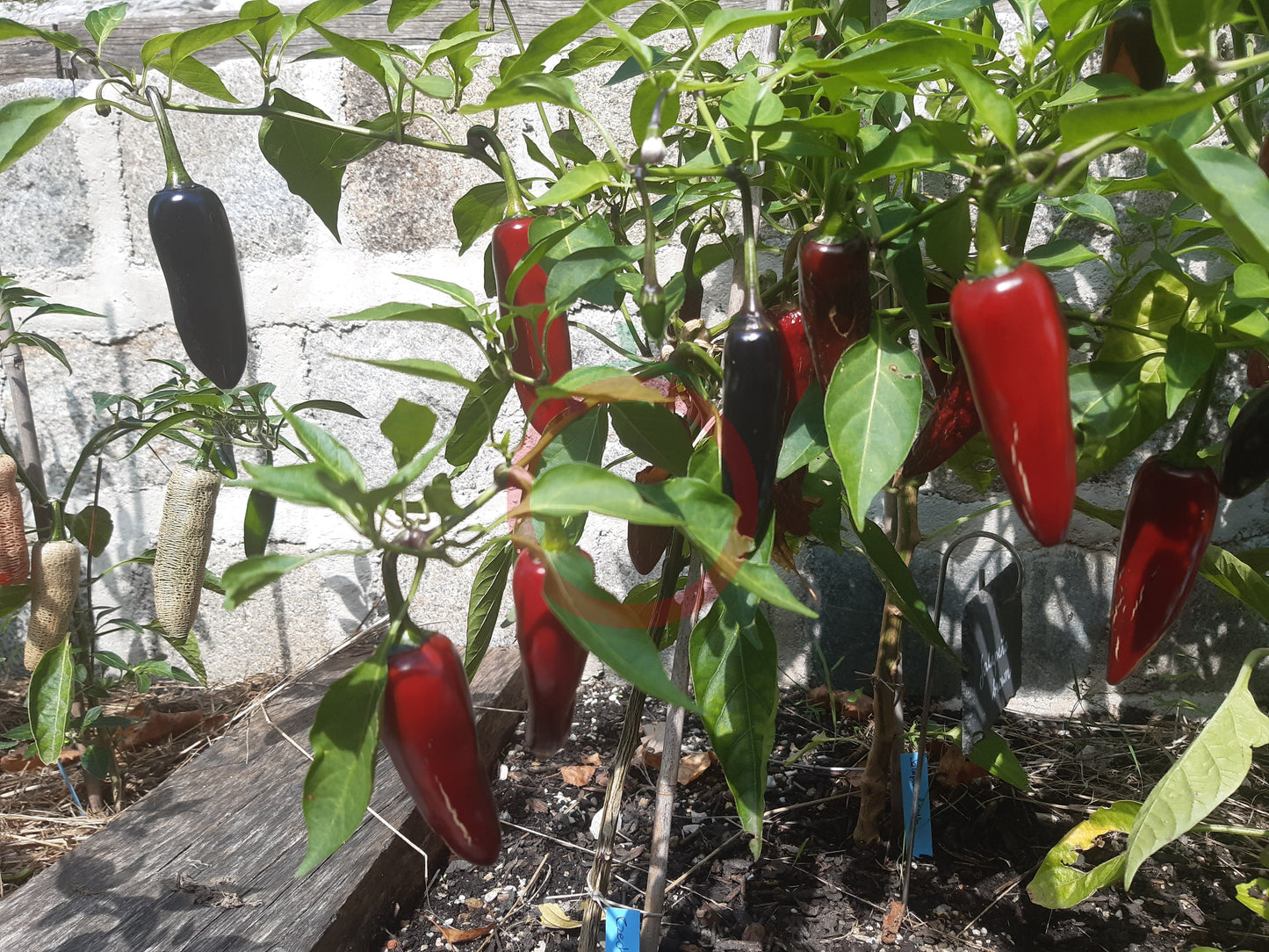 Czech Black DER TOMATENFLÜSTERER