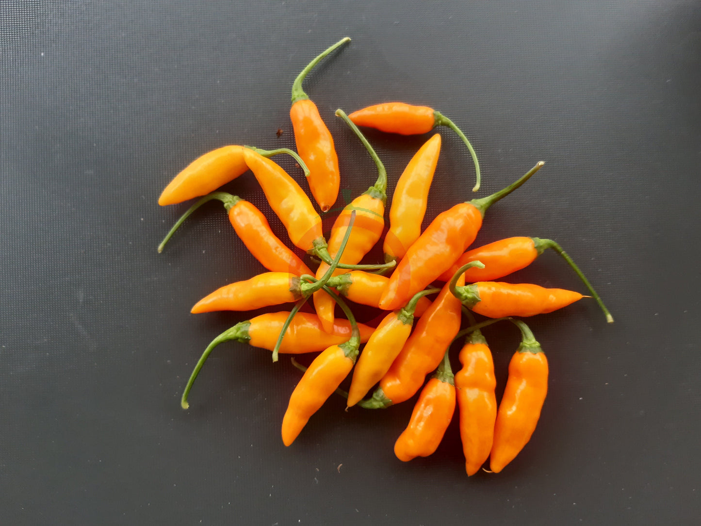 Datil DER TOMATENFLÜSTERER