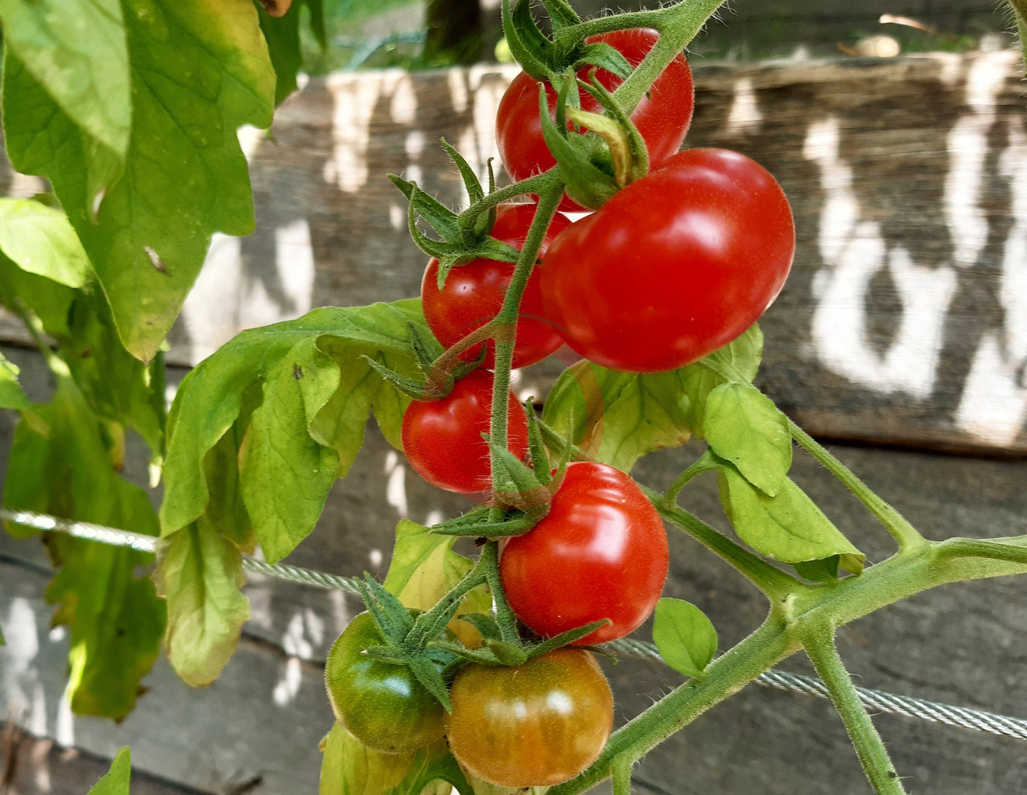 Del Gato DER TOMATENFLÜSTERER