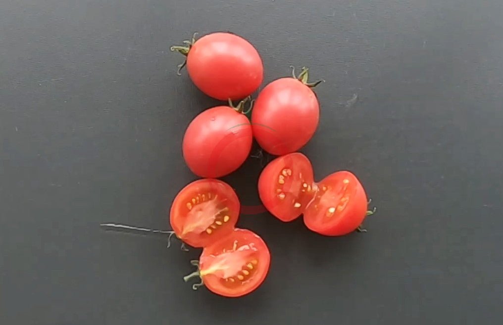 Ditmarsher DER TOMATENFLÜSTERER