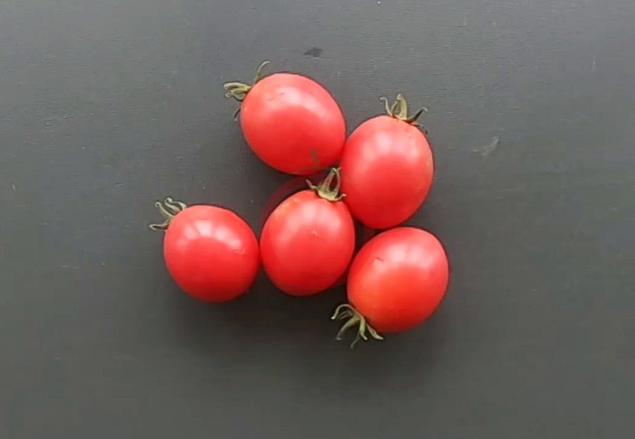 Ditmarsher DER TOMATENFLÜSTERER