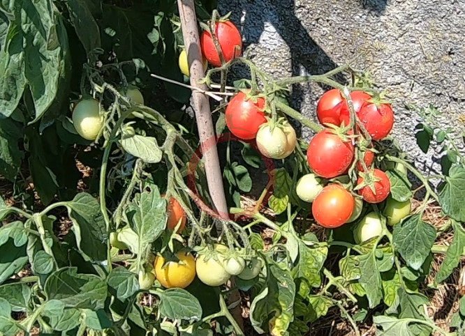Ditmarsher DER TOMATENFLÜSTERER