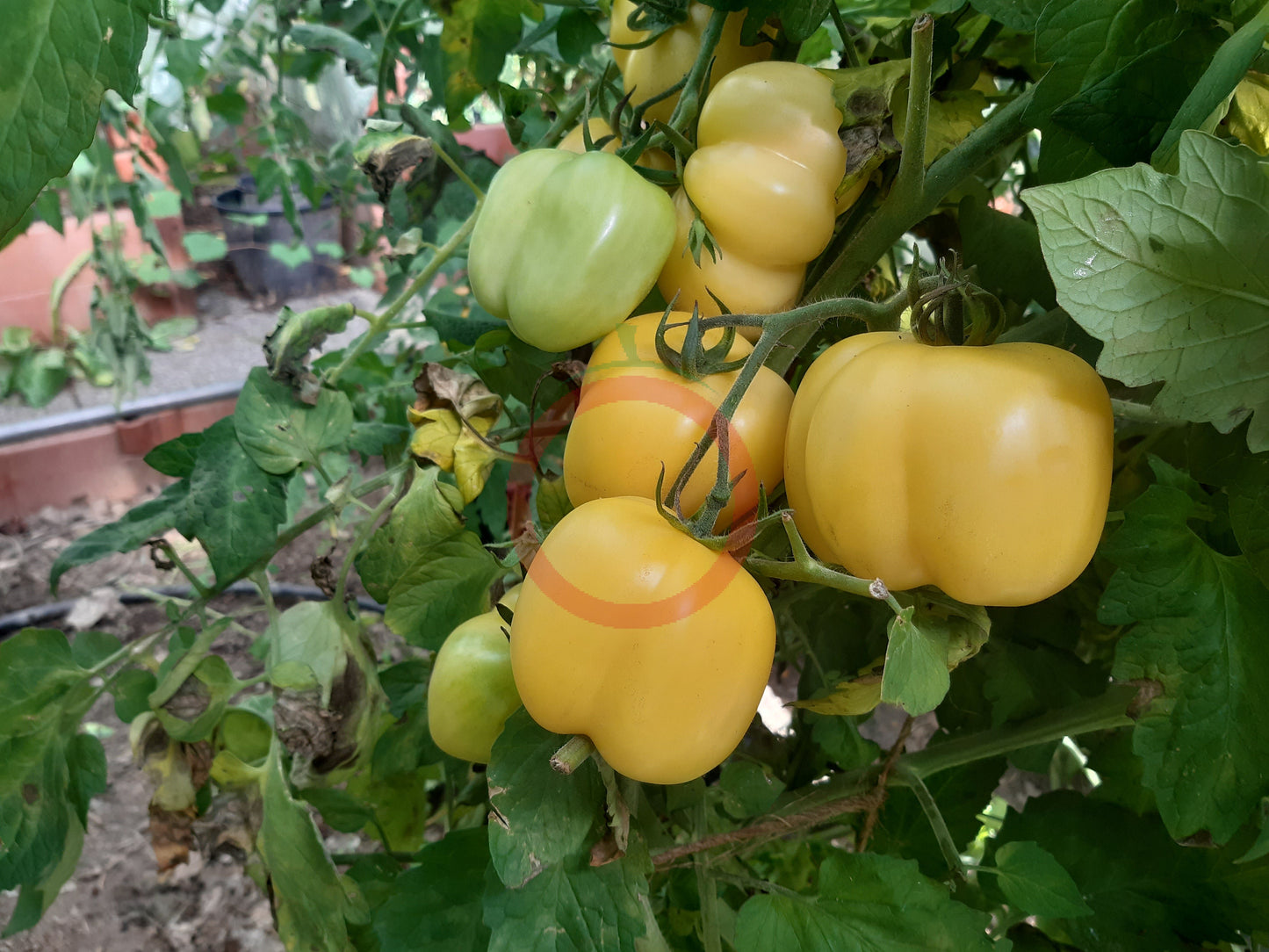 Doochova Yellow Pepper DER TOMATENFLÜSTERER
