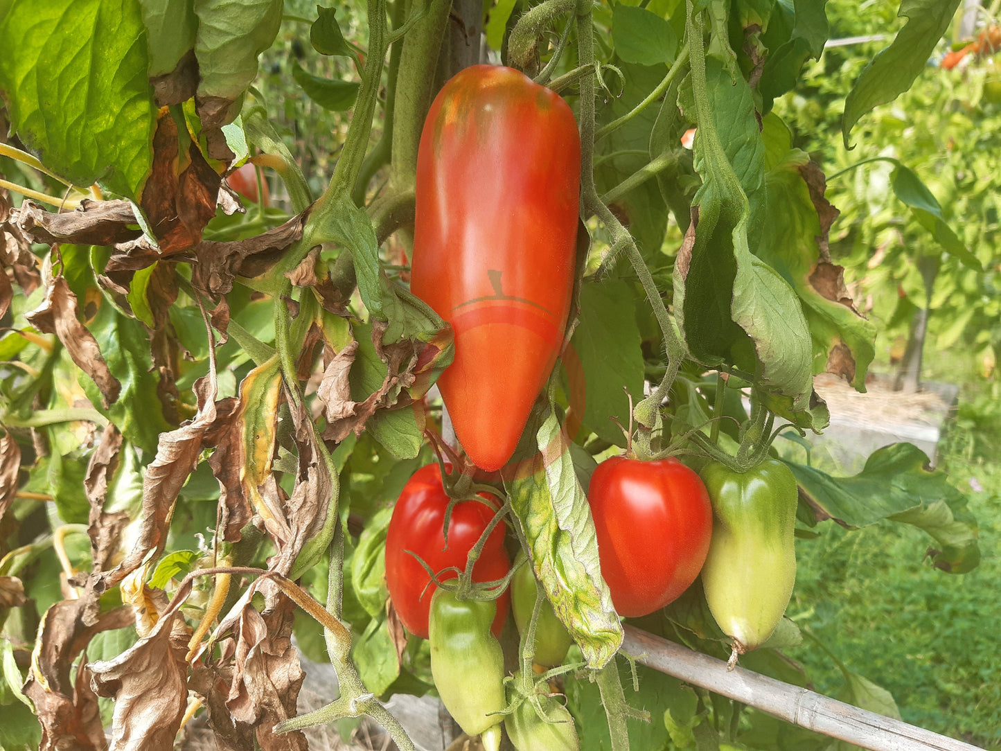 Dyadya Styopa DER TOMATENFLÜSTERER