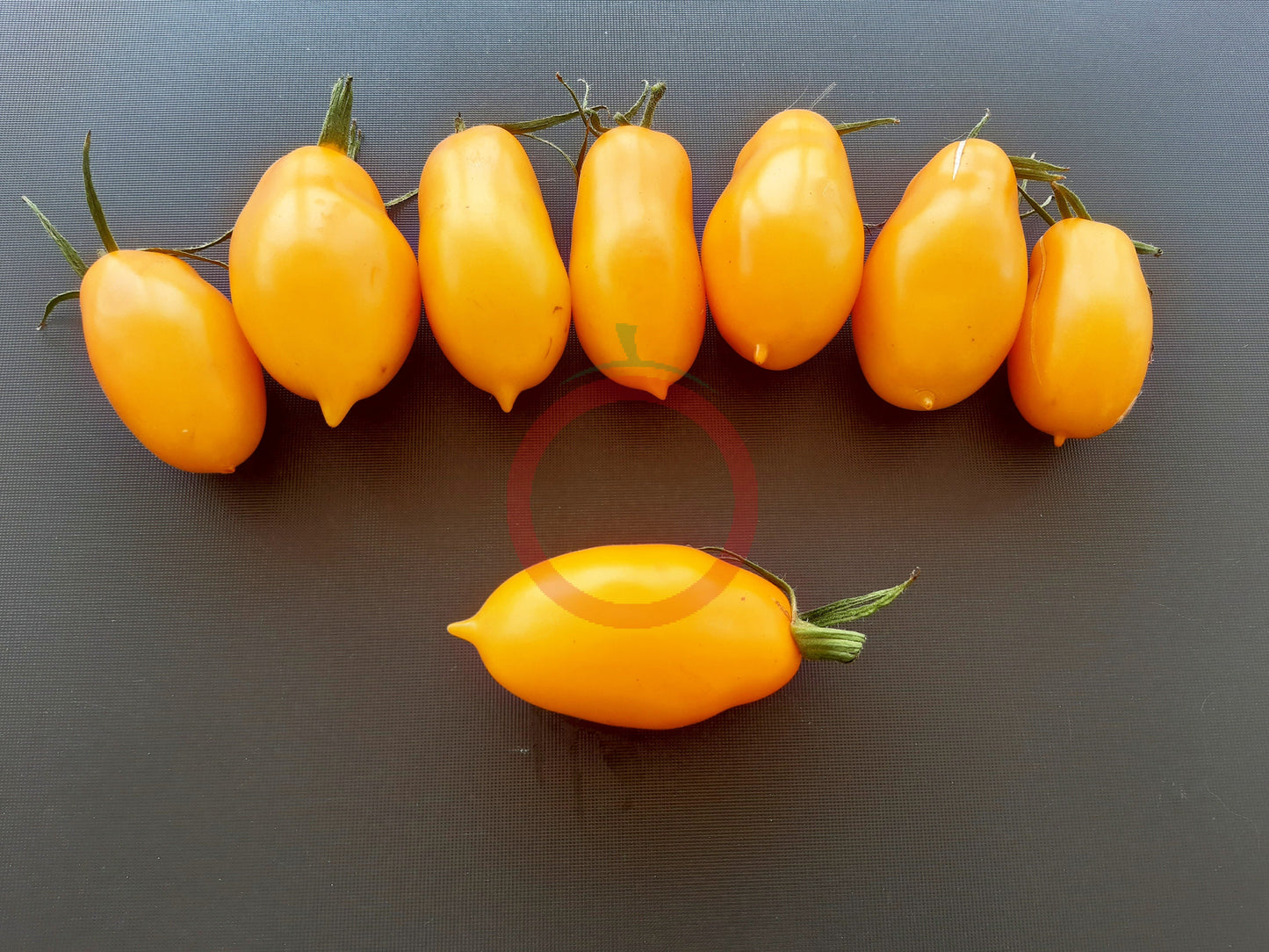 Eiszäpfchen DER TOMATENFLÜSTERER