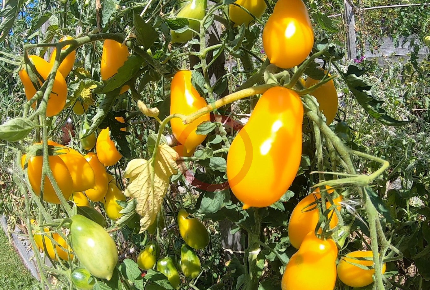 Eiszäpfchen DER TOMATENFLÜSTERER