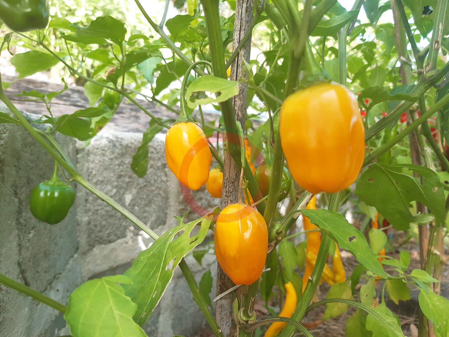 El Oro de Ecuador DER TOMATENFLÜSTERER