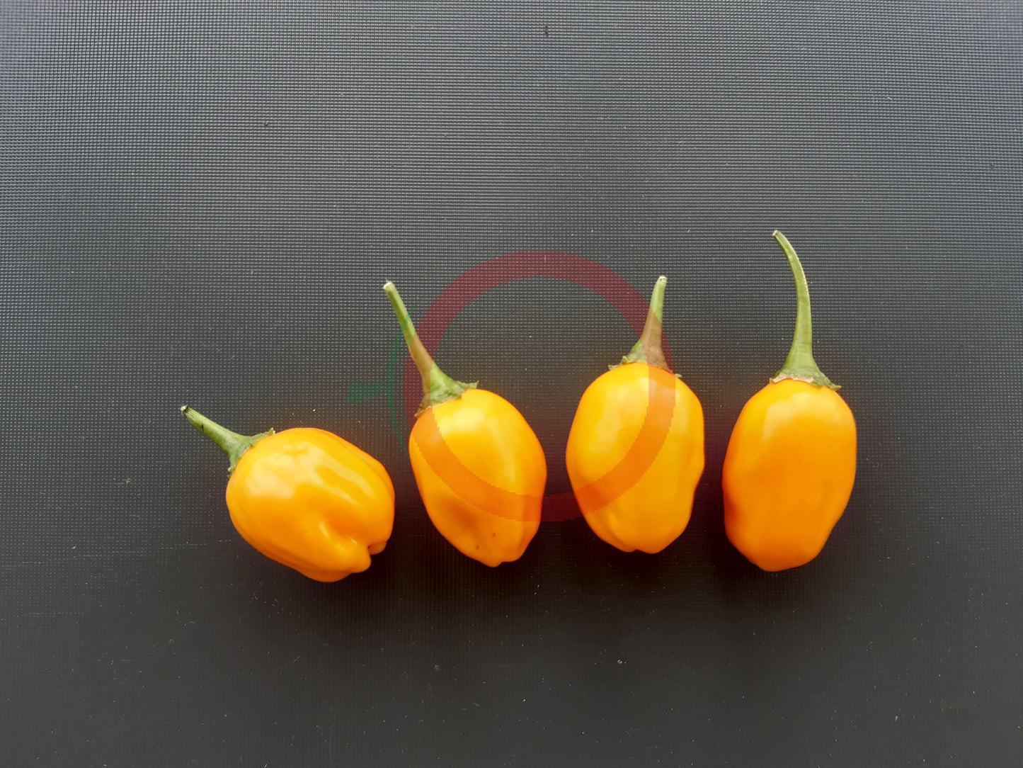 El Oro de Ecuador DER TOMATENFLÜSTERER