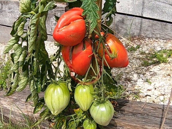 Erichs Großes Herz DER TOMATENFLÜSTERER