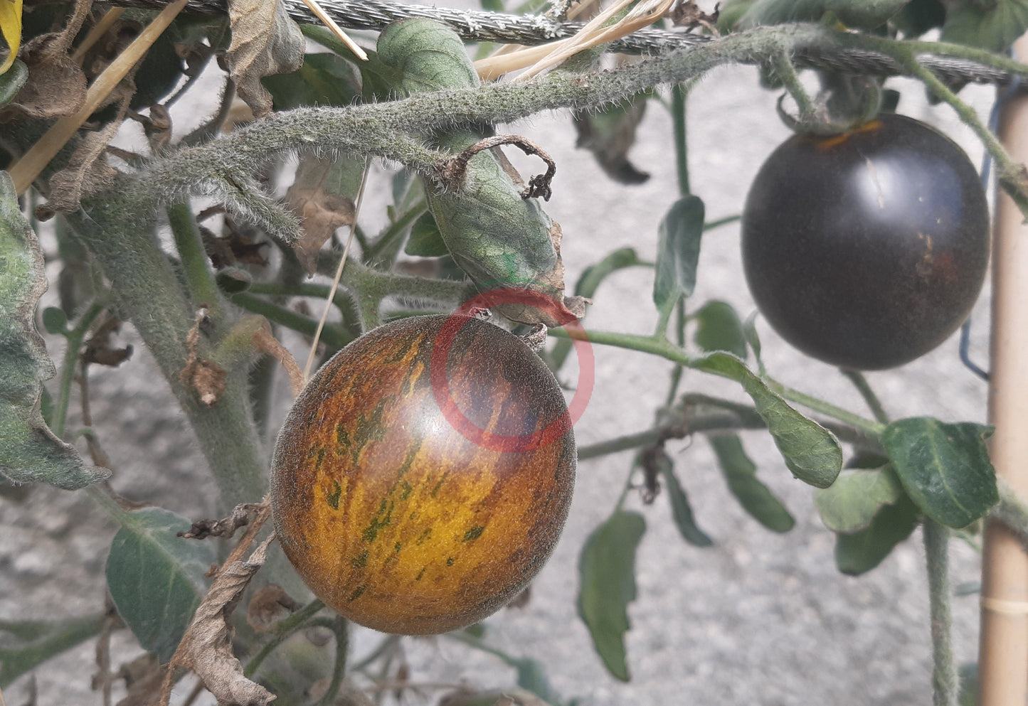 Extravagante Rouffiange DER TOMATENFLÜSTERER