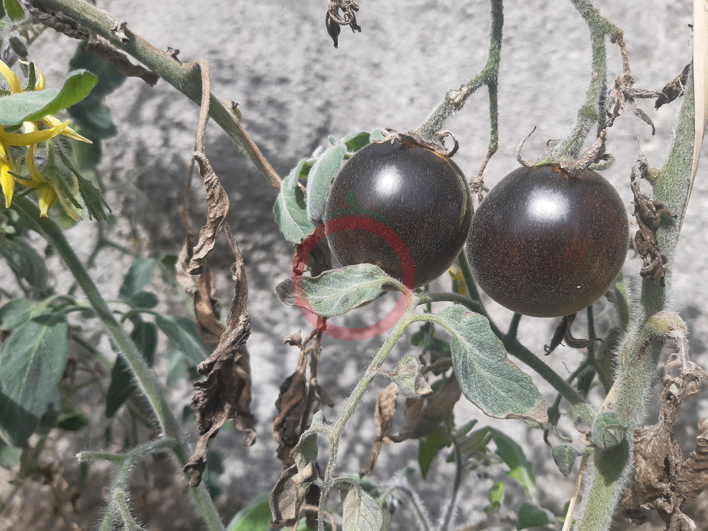 Extravagante Rouffiange DER TOMATENFLÜSTERER
