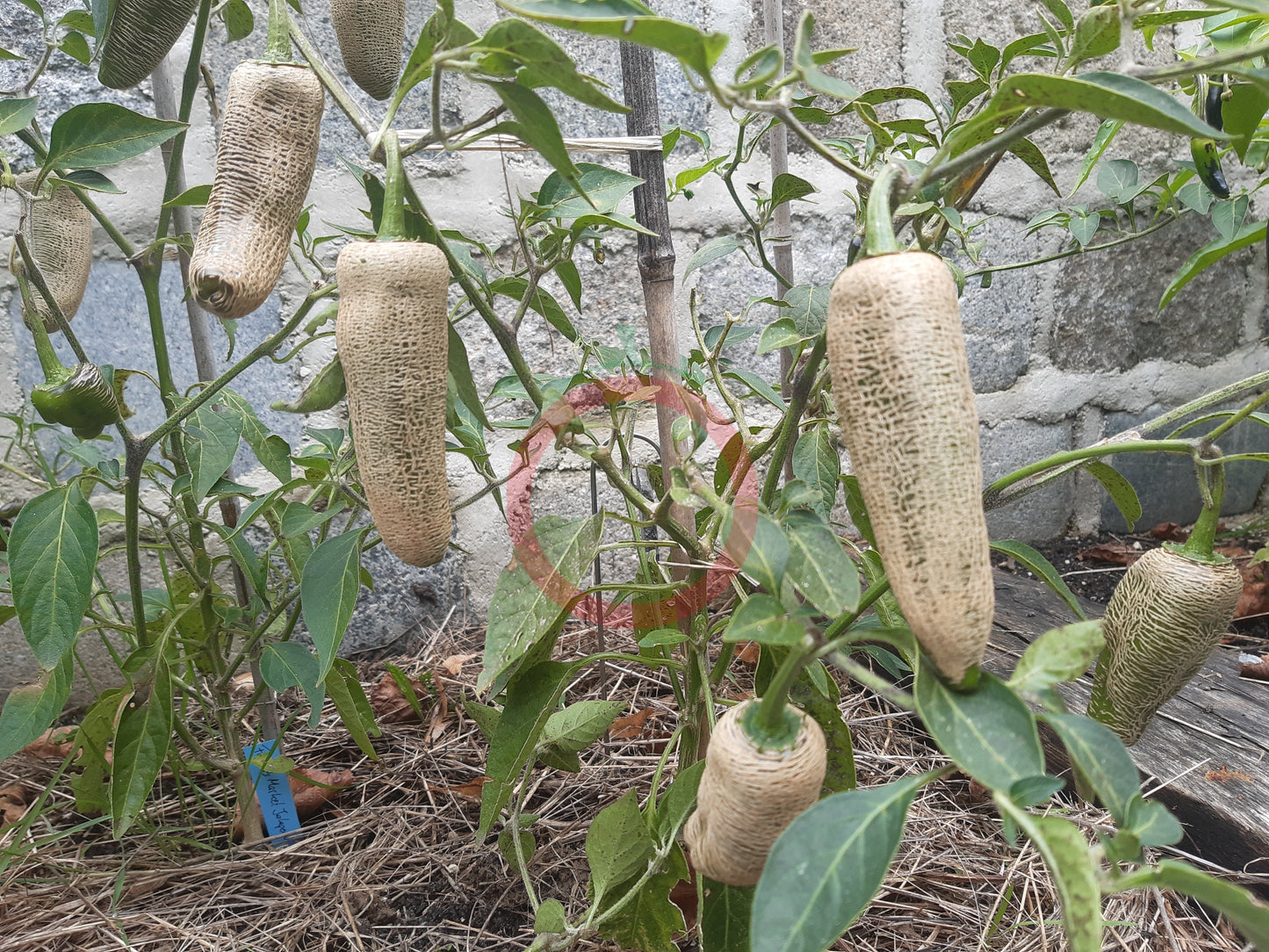 Farmers Market Jalapeno DER TOMATENFLÜSTERER