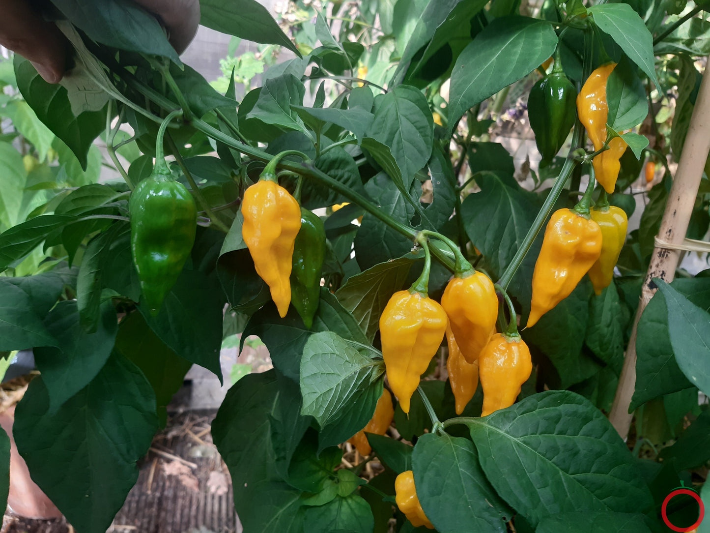 Fatalii Hot DER TOMATENFLÜSTERER