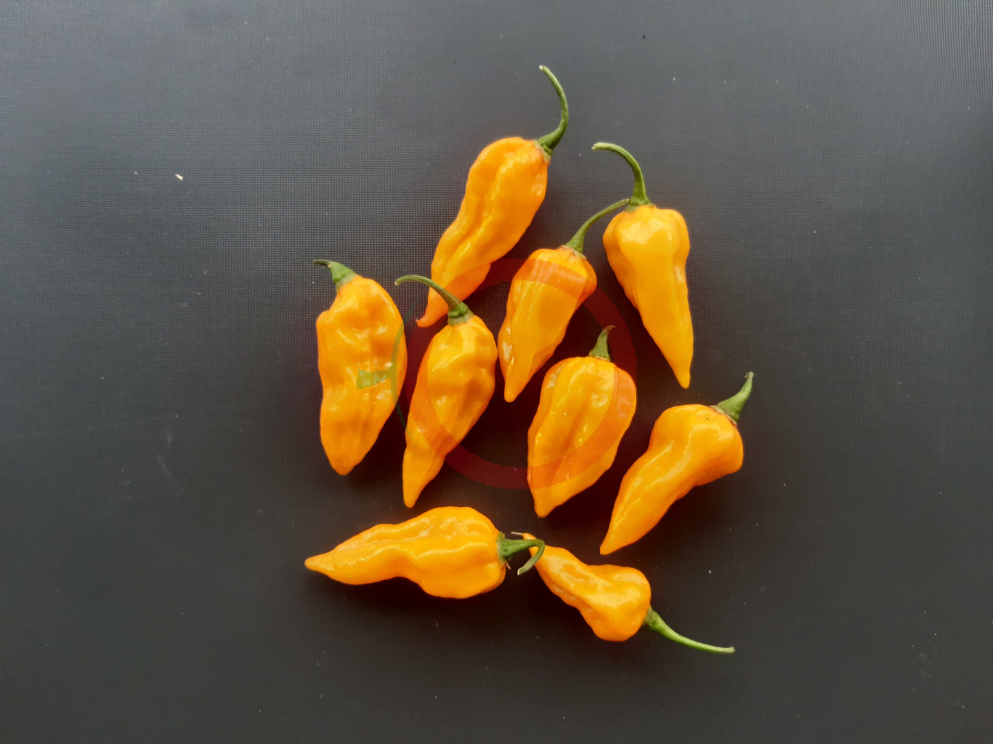 Fatalii Hot DER TOMATENFLÜSTERER