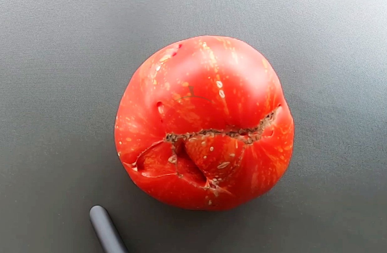 Feuerwerk DER TOMATENFLÜSTERER