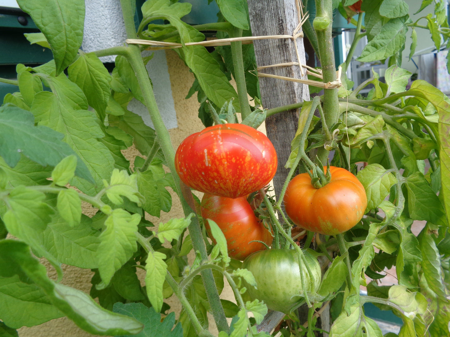 Feuerwerk DER TOMATENFLÜSTERER