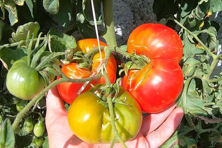 Feuerwerk DER TOMATENFLÜSTERER