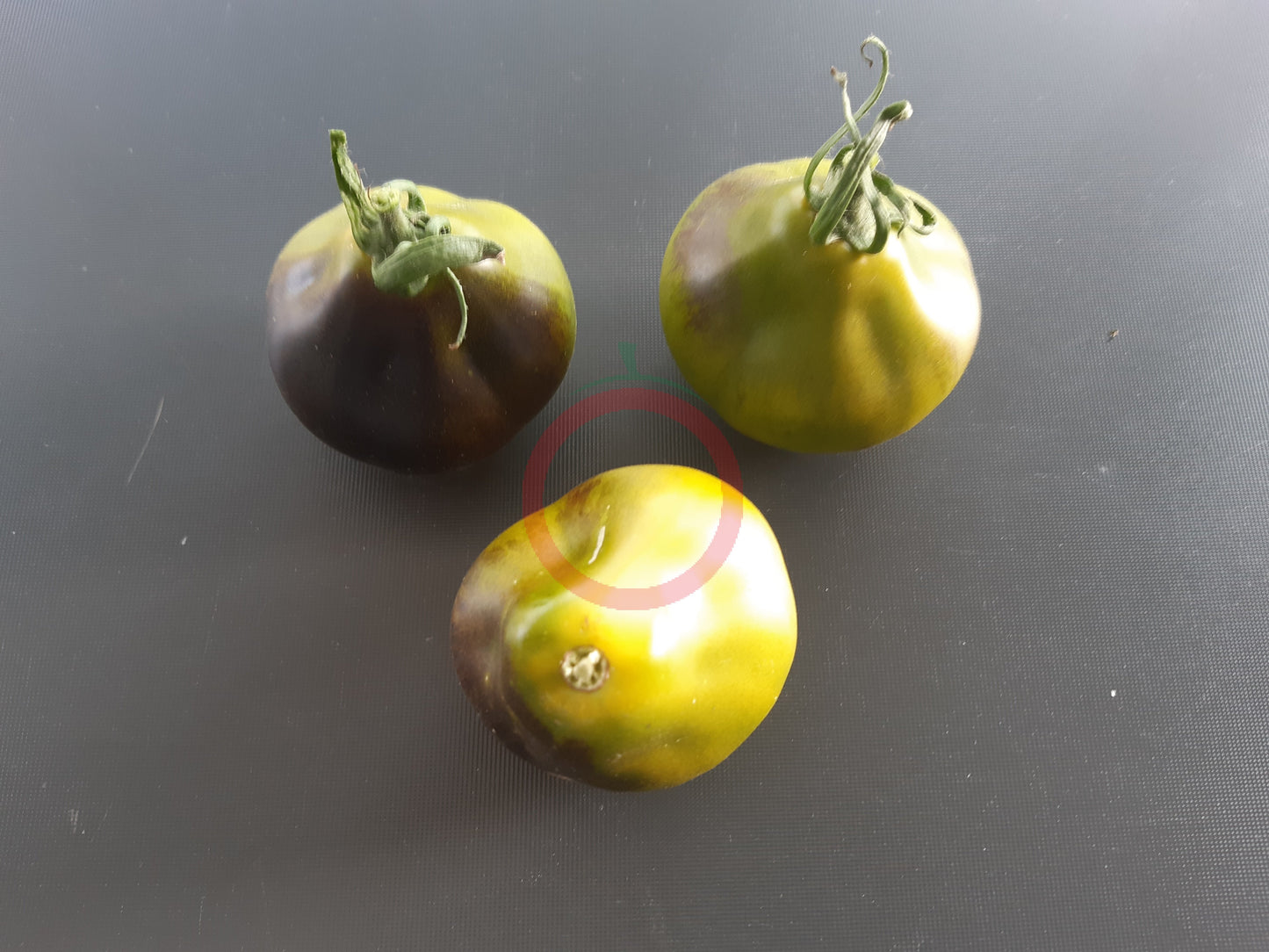 Flanders Contrast DER TOMATENFLÜSTERER