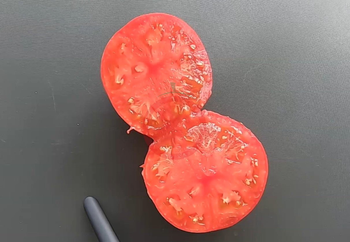 Flor de Balabre DER TOMATENFLÜSTERER