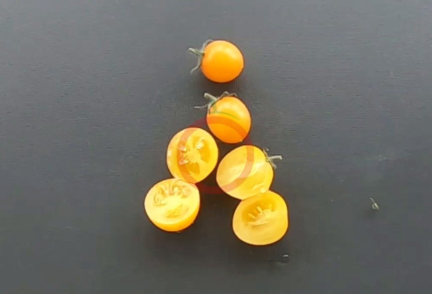 Floragold Basket DER TOMATENFLÜSTERER