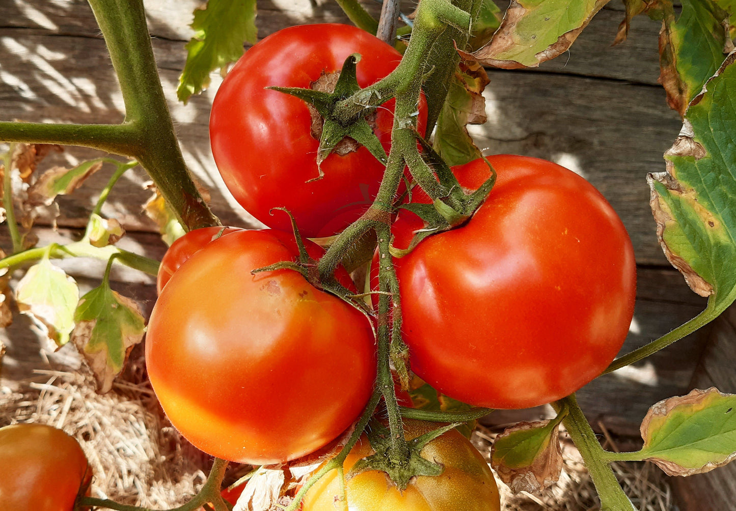 Frau Gruber Groß DER TOMATENFLÜSTERER