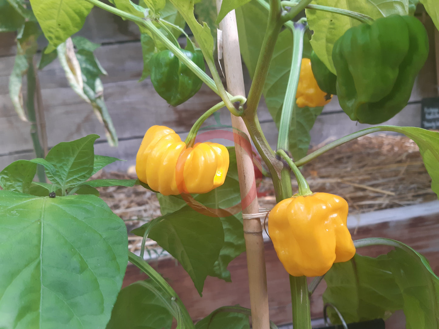 Frontera Sweet Pepper DER TOMATENFLÜSTERER