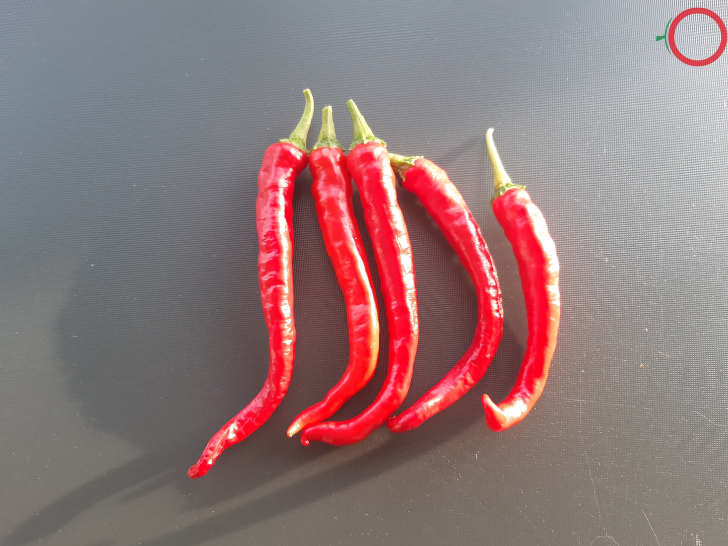 Fushimi DER TOMATENFLÜSTERER