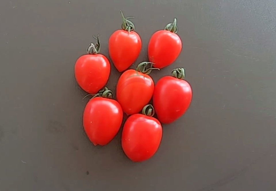 Gardener Sweet-Heart DER TOMATENFLÜSTERER