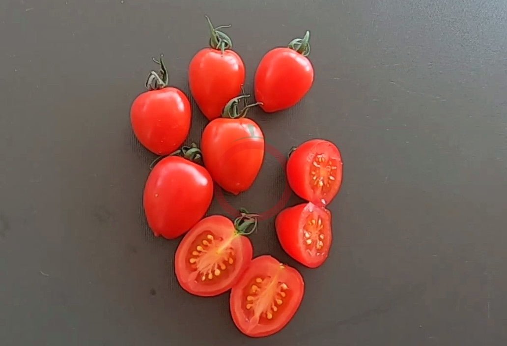 Gardener Sweet-Heart DER TOMATENFLÜSTERER