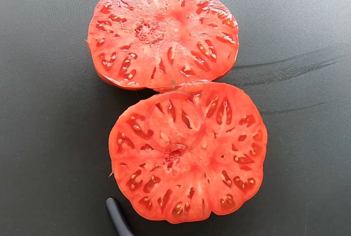 Gary`s Beauty DER TOMATENFLÜSTERER