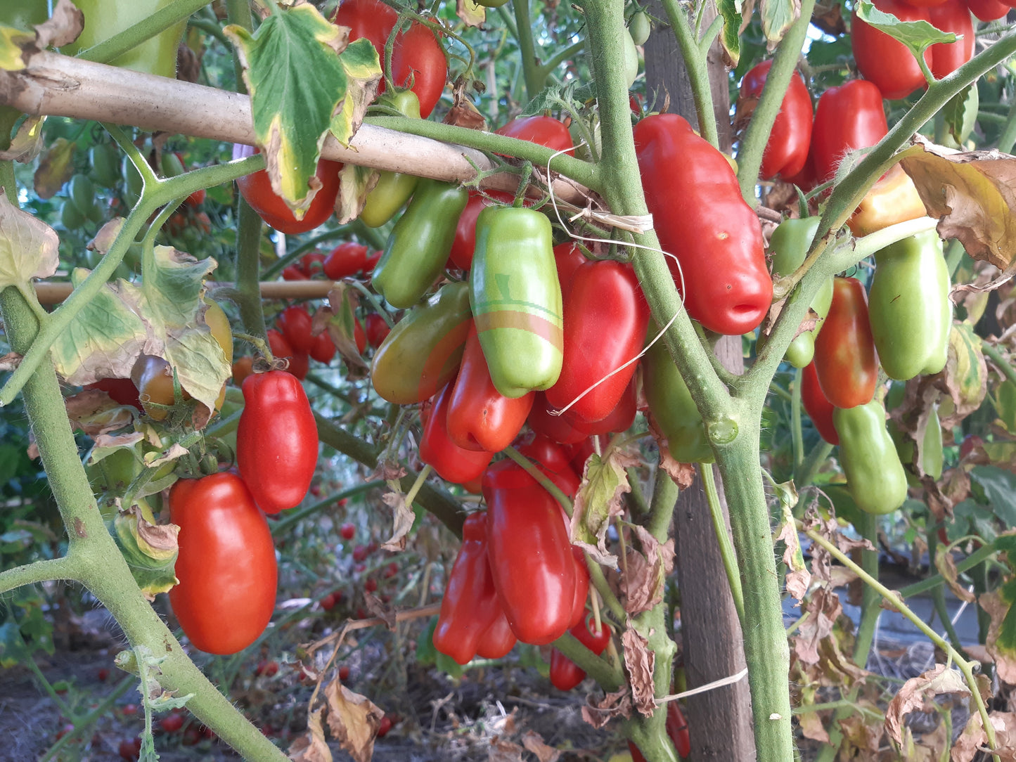 Gigolo DER TOMATENFLÜSTERER