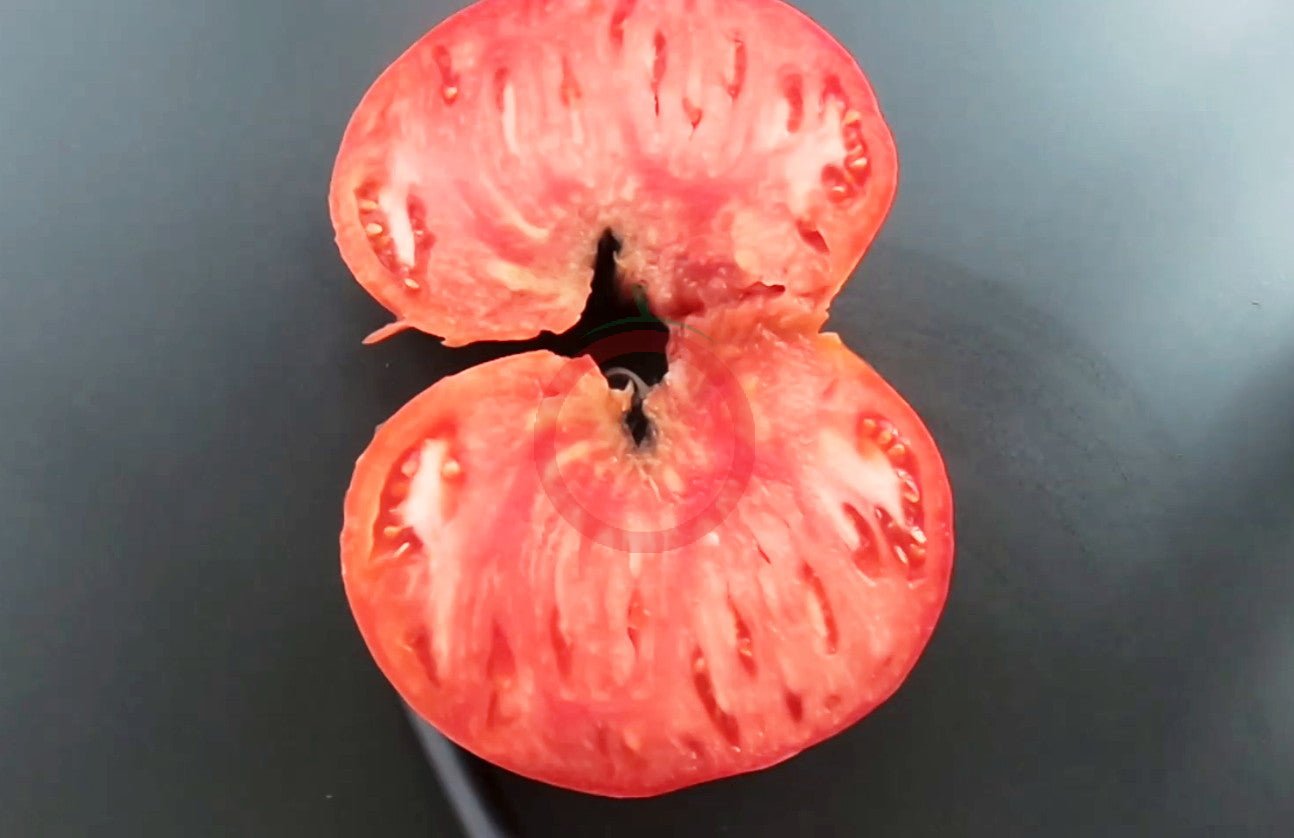 Giorgio DER TOMATENFLÜSTERER