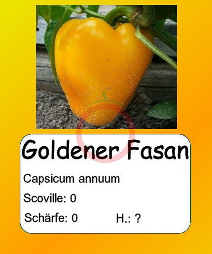 Goldener Fasan DER TOMATENFLÜSTERER
