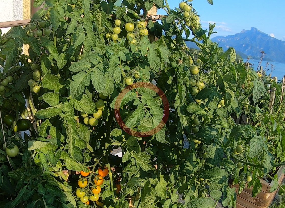 Goldita DER TOMATENFLÜSTERER