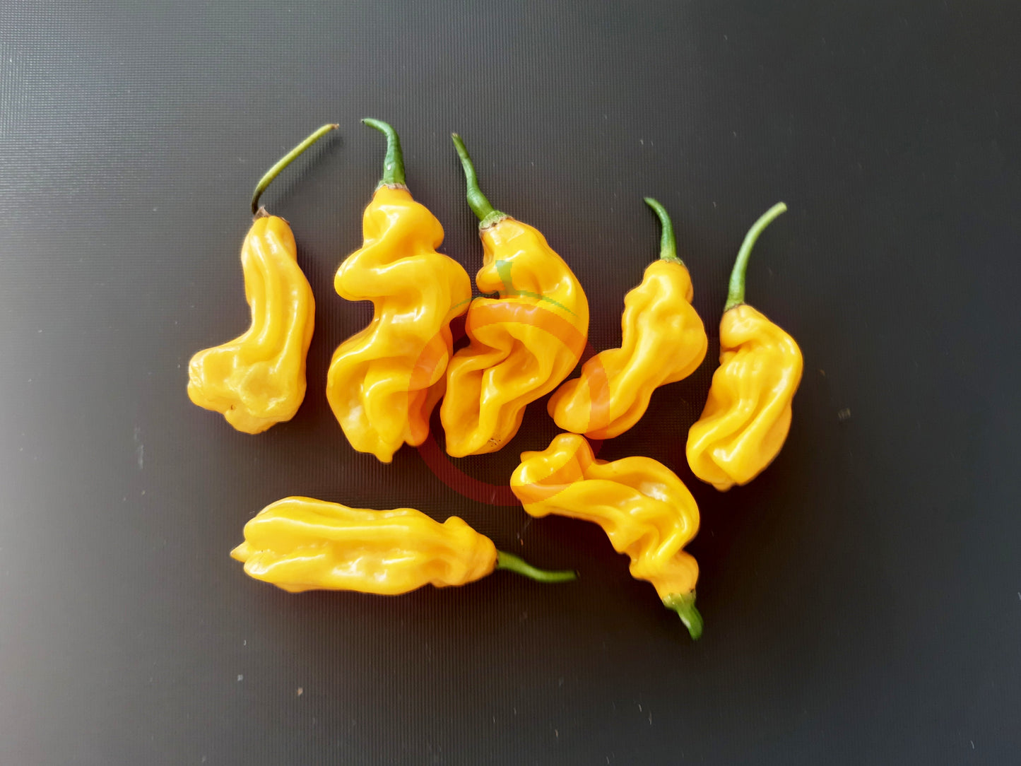 Goronong DER TOMATENFLÜSTERER