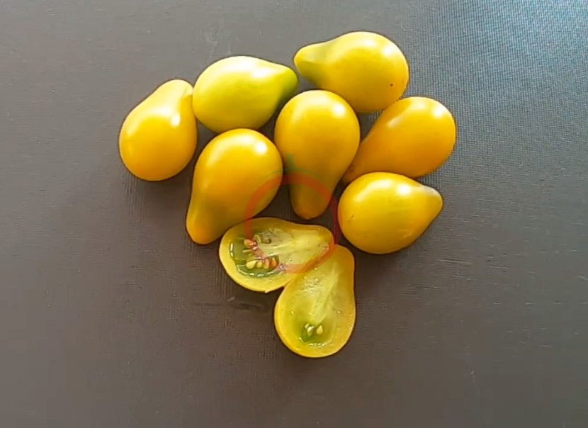 Green Pear DER TOMATENFLÜSTERER