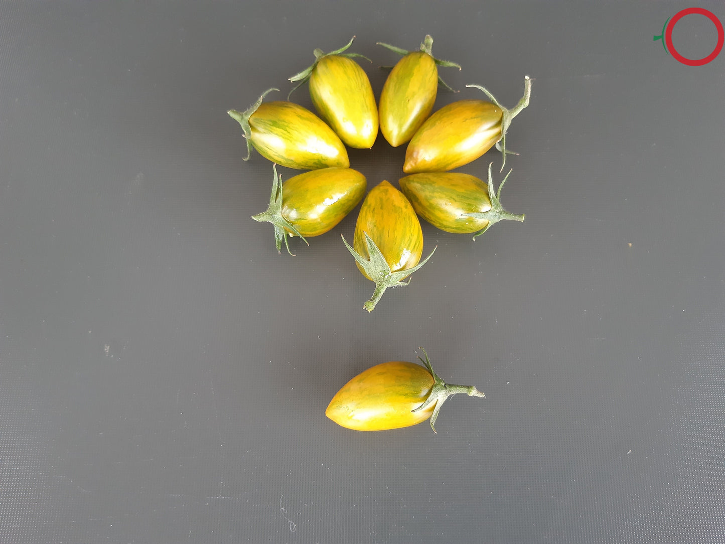 Green Tiger DER TOMATENFLÜSTERER