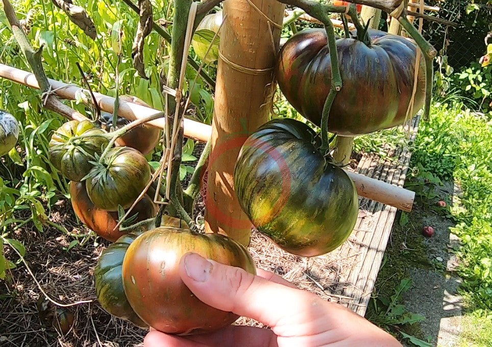 Gunmetal Grey DER TOMATENFLÜSTERER