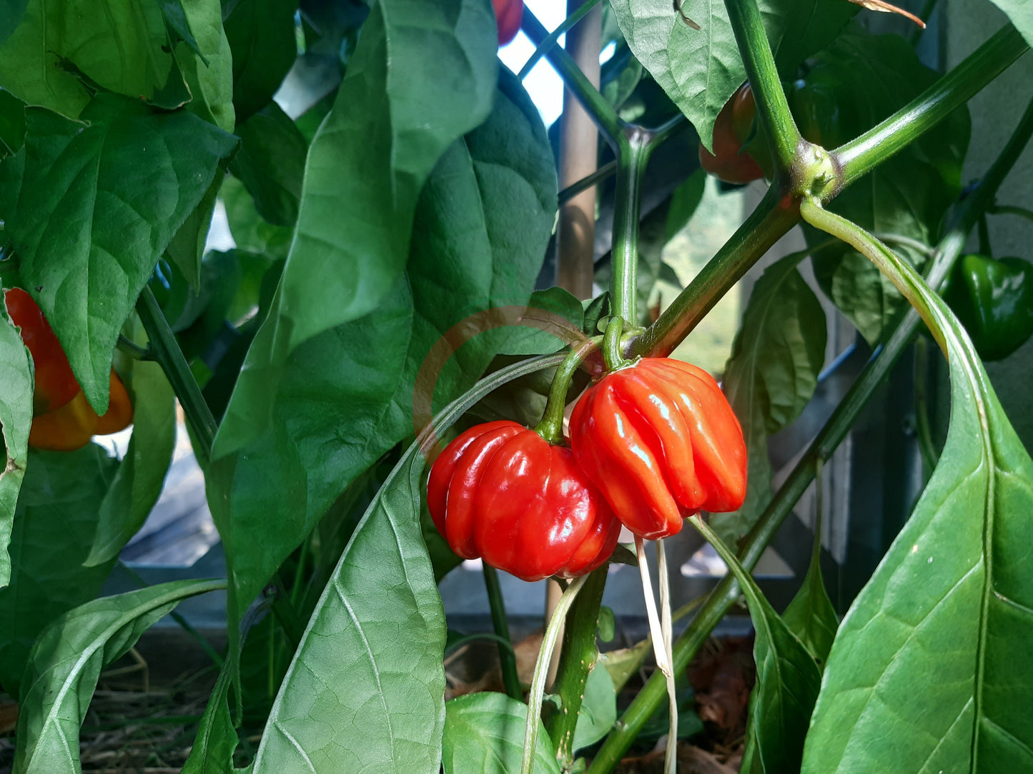 Habanero El Remo DER TOMATENFLÜSTERER